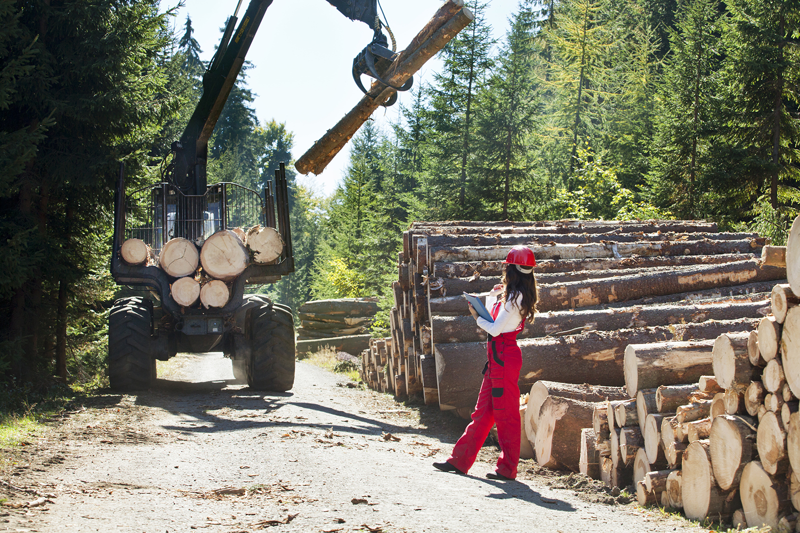 Engineers working in forest